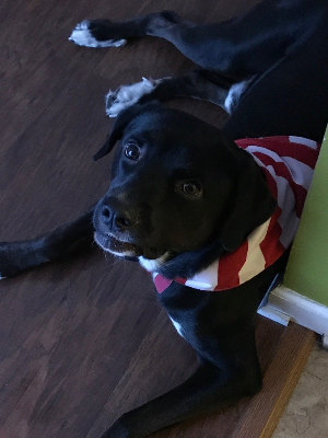 Good Boy ready for a walk!