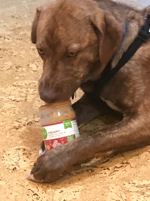 Dingo needs some fuel for his next walk